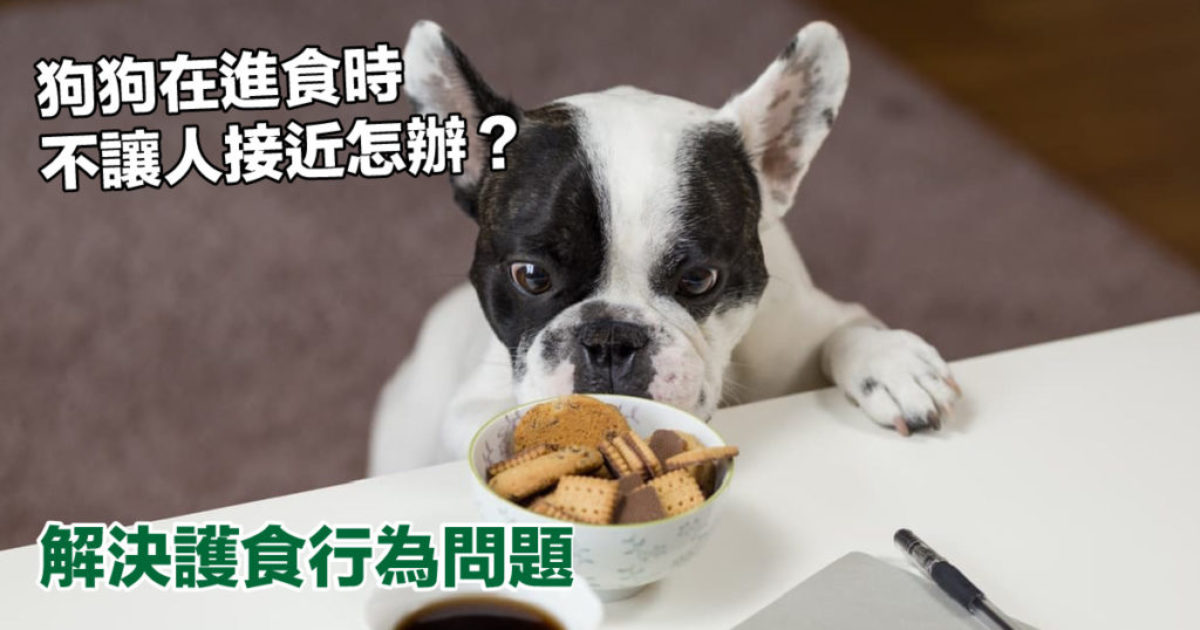狗狗在進食時不讓人接近怎辦？解決護食行為問題