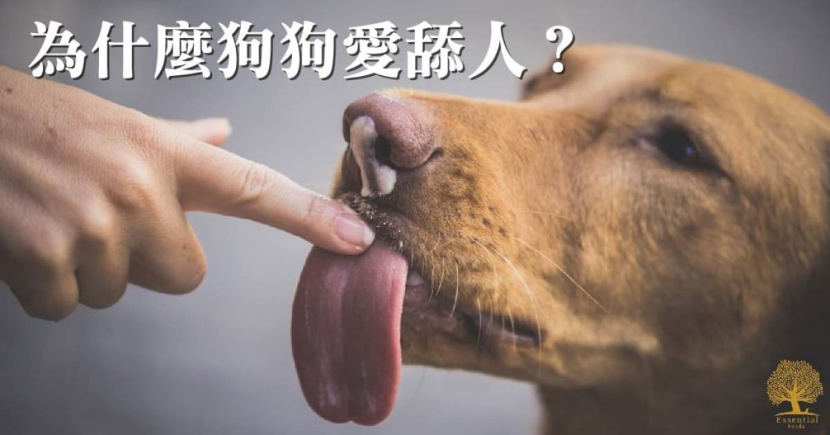 為什麼狗狗愛舔人？